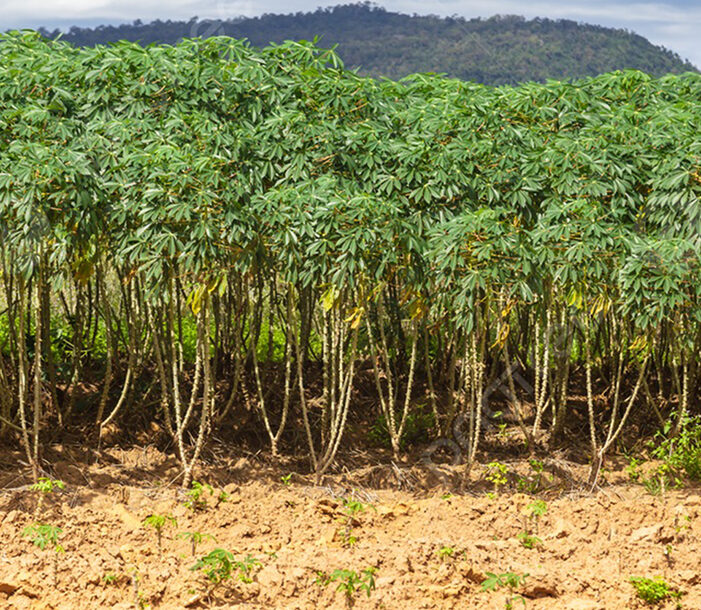 Organic farms avoid toxic inputs, improve soil health, grow clean, sustainable food that supports nature.