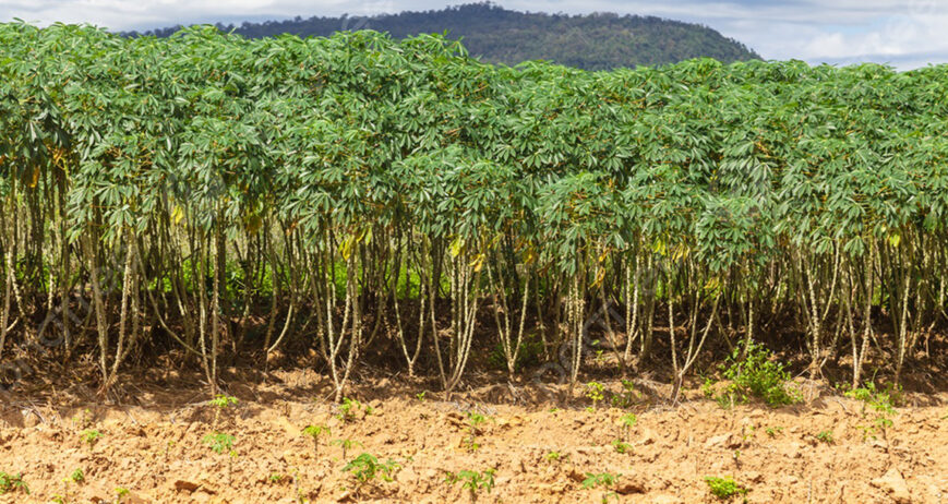 Organic farms avoid toxic inputs, improve soil health, grow clean, sustainable food that supports nature.