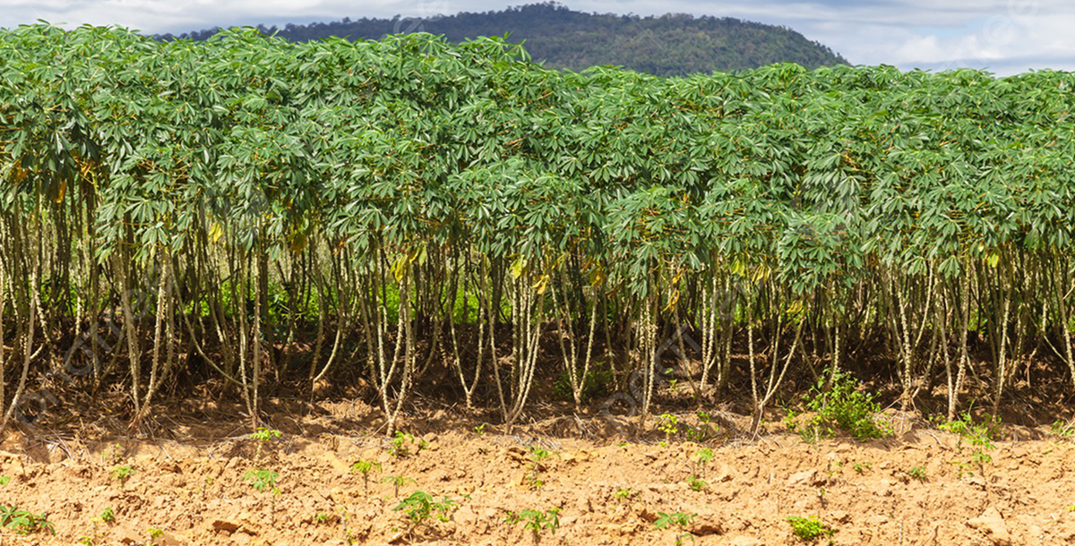 Organic farms avoid toxic inputs, improve soil health, grow clean, sustainable food that supports nature.