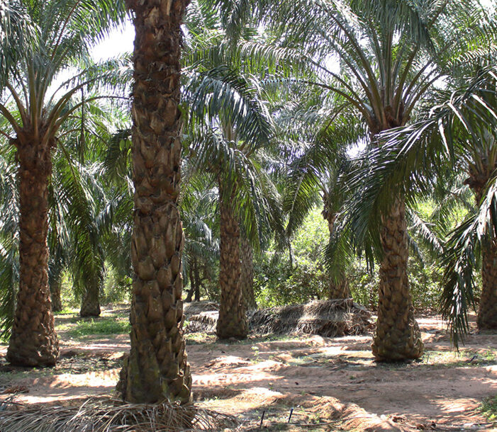 Organic farms avoid toxic inputs, improve soil health, grow clean, sustainable food that supports nature.