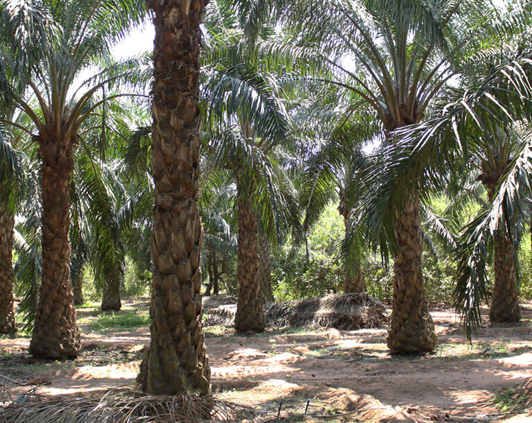 Organic farms avoid toxic inputs, improve soil health, grow clean, sustainable food that supports nature.