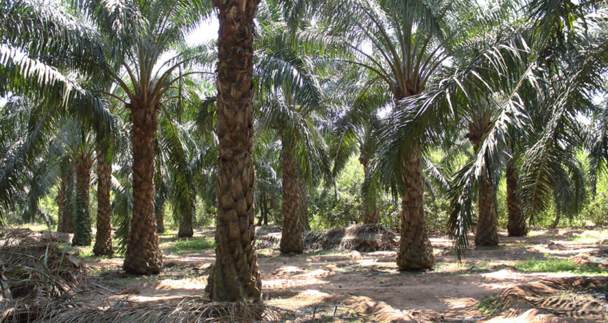 Organic farms avoid toxic inputs, improve soil health, grow clean, sustainable food that supports nature.