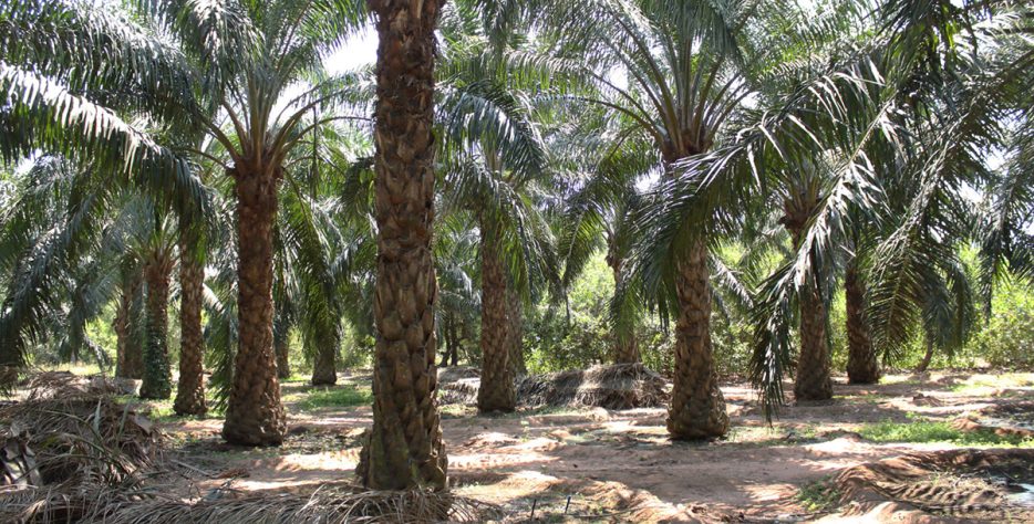 Organic farms avoid toxic inputs, improve soil health, grow clean, sustainable food that supports nature.